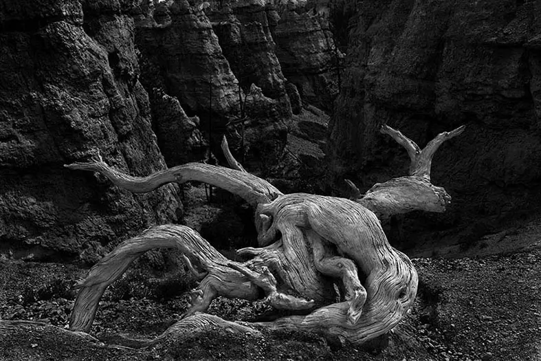 bernard-combe-photographe-createur-images-les-arbres-17