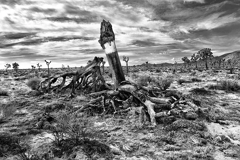 bernard-combe-photographe-createur-images-les-arbres-2